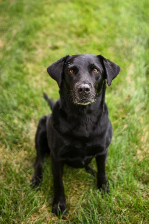 black dog sitting on top of a green field