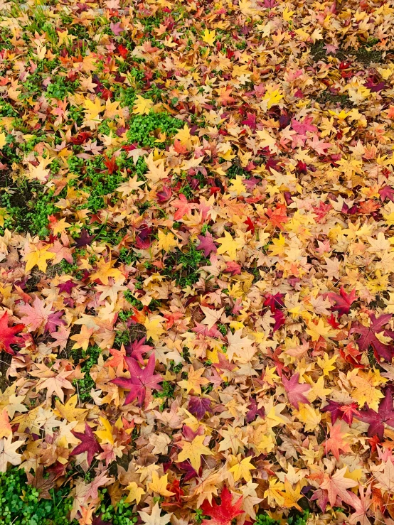 the leaves are all over the ground and it is very nice