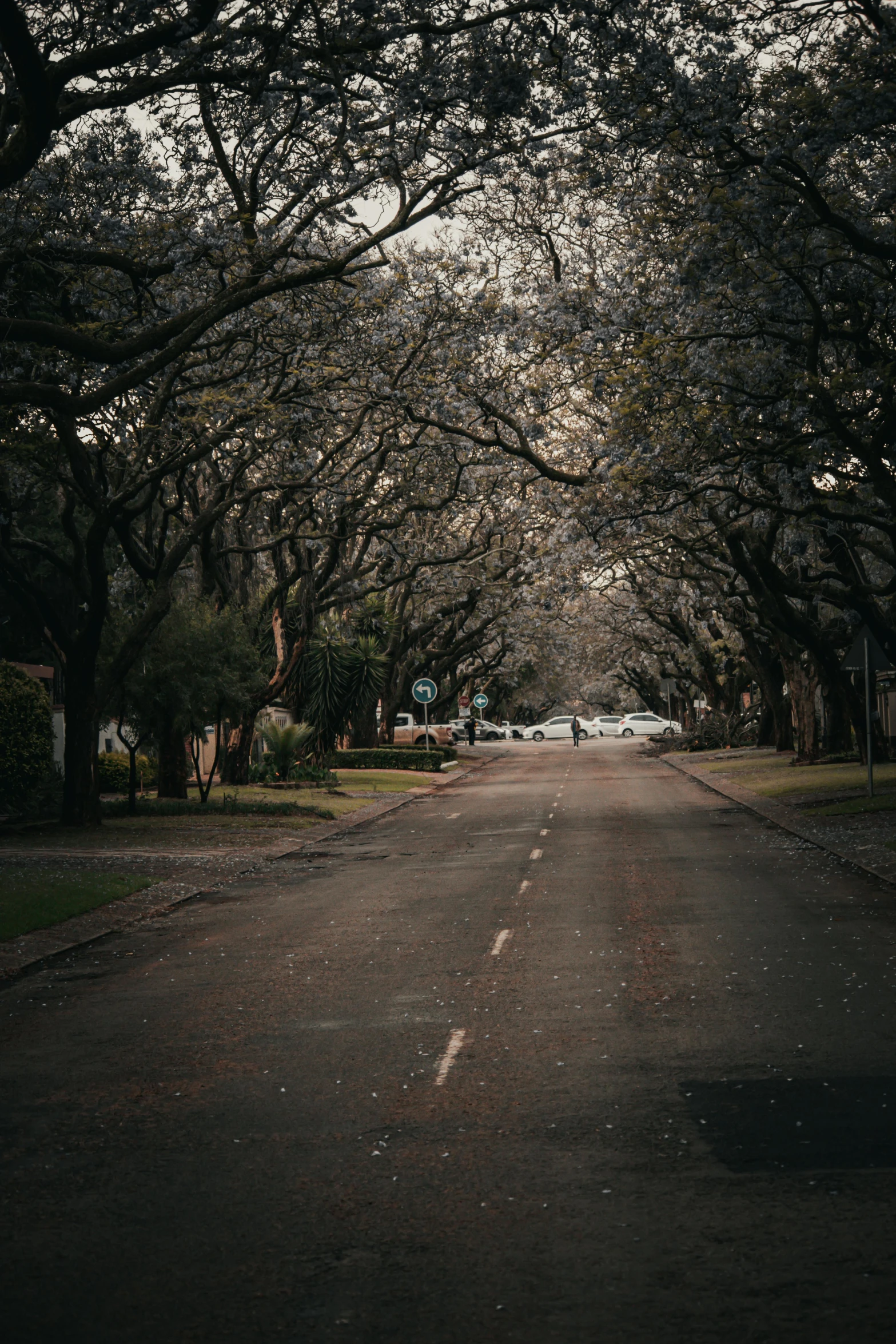 the street is surrounded by trees and lined with parked cars