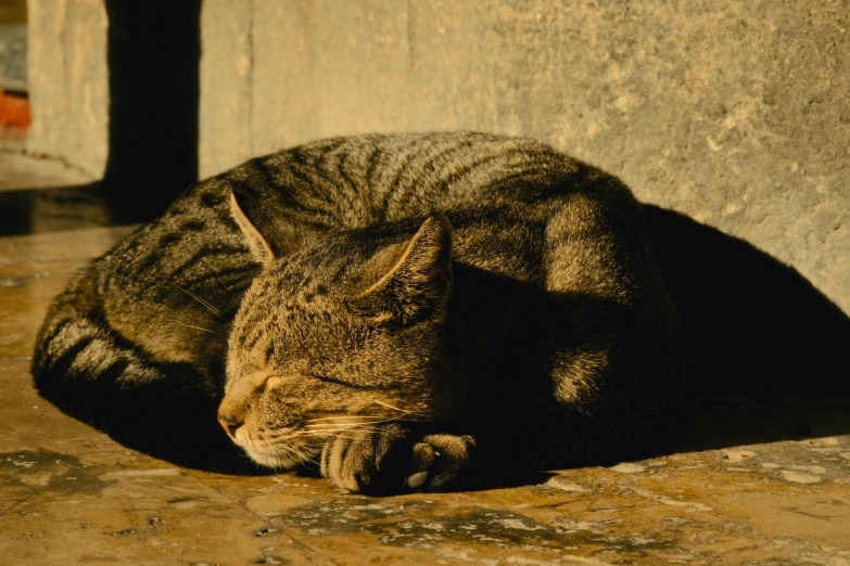a cat lays down on the cement in the sunlight