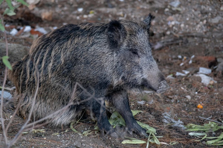 a small gray and black animal sitting on the ground