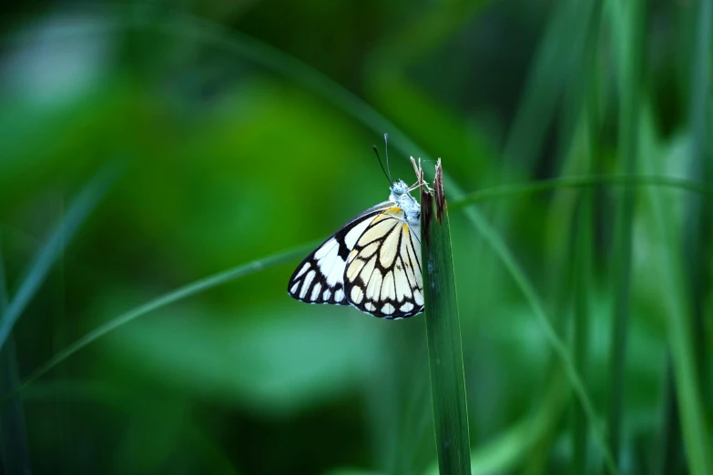 a close up of a erfly on some grass