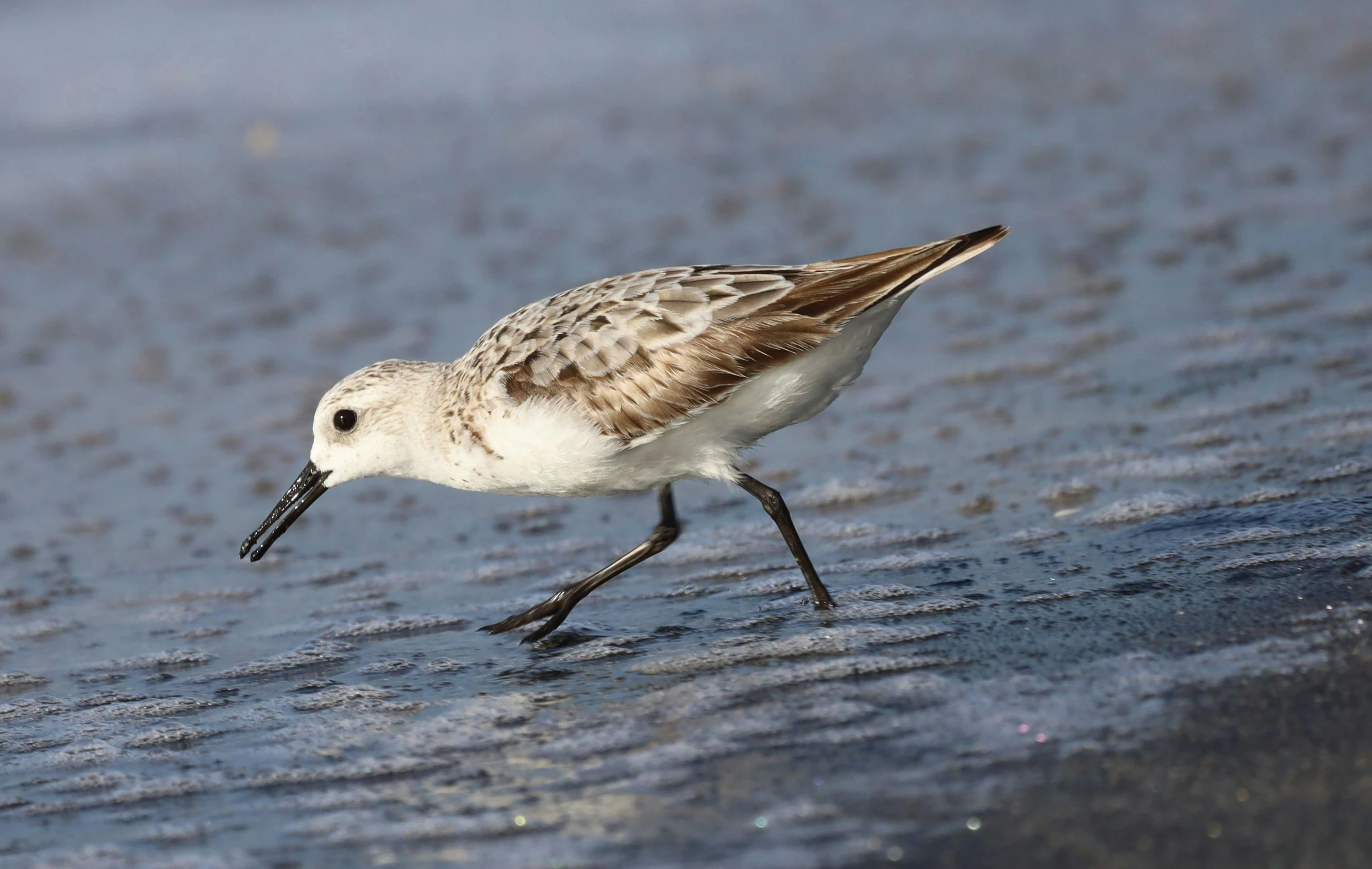 a little brown and white bird walking on the beach