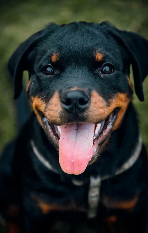 a large dog has his tongue out, showing his smile