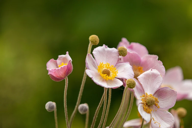 some pretty pink flowers in the grass