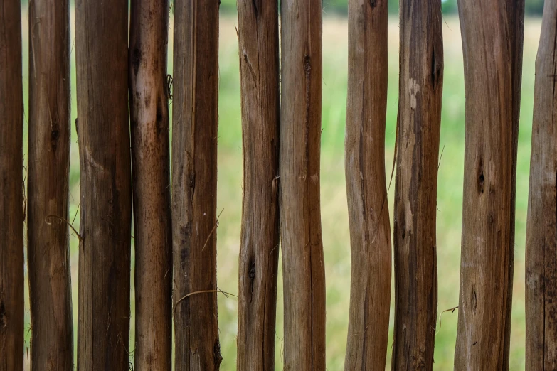 trees with many thin trunks in the forest