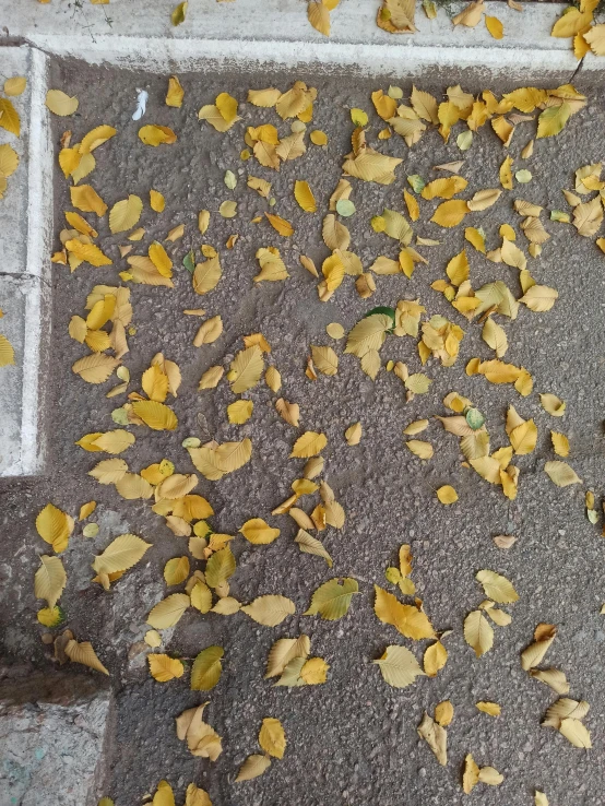 leaves lying on the pavement, scattered around