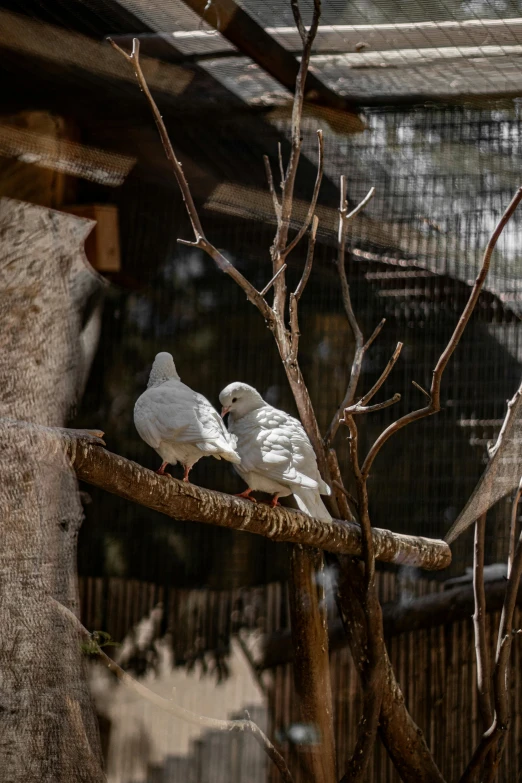 two white birds standing on top of a nch