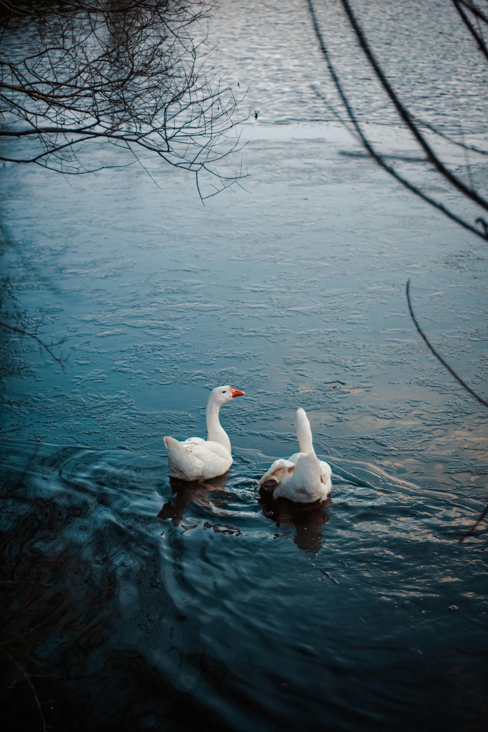 there are two white ducks floating on the water