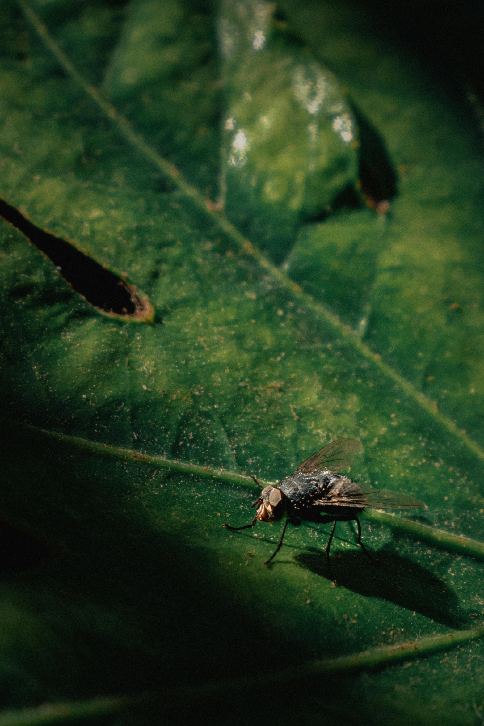 a small bug sitting on a large leaf