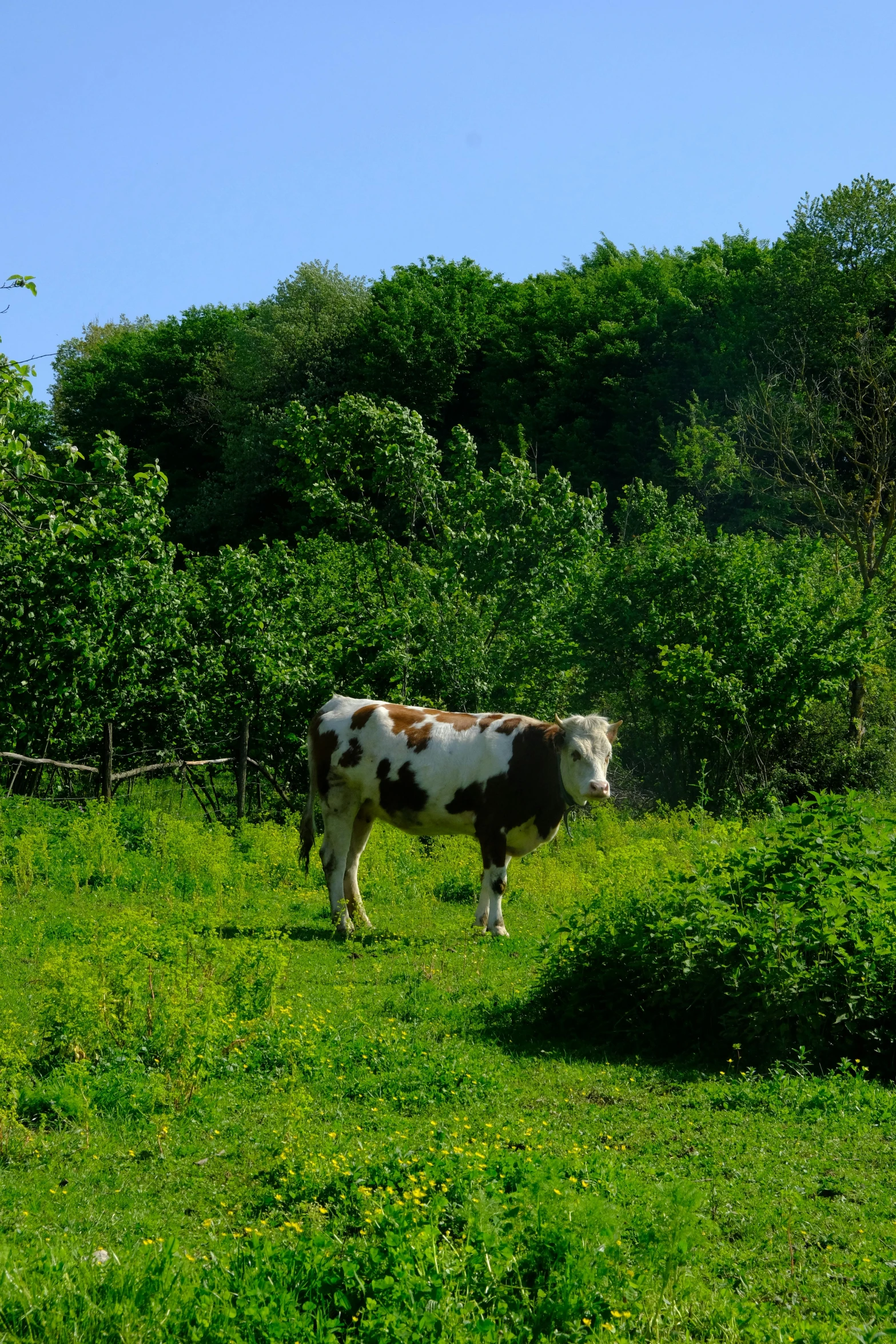 the cow is standing alone in a field