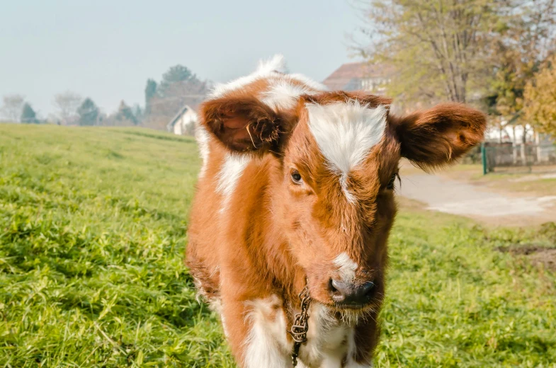 a brown and white cow on a pasture next to a path