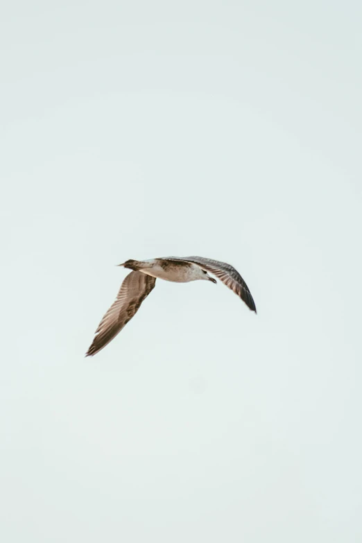 a small bird flies against the sky