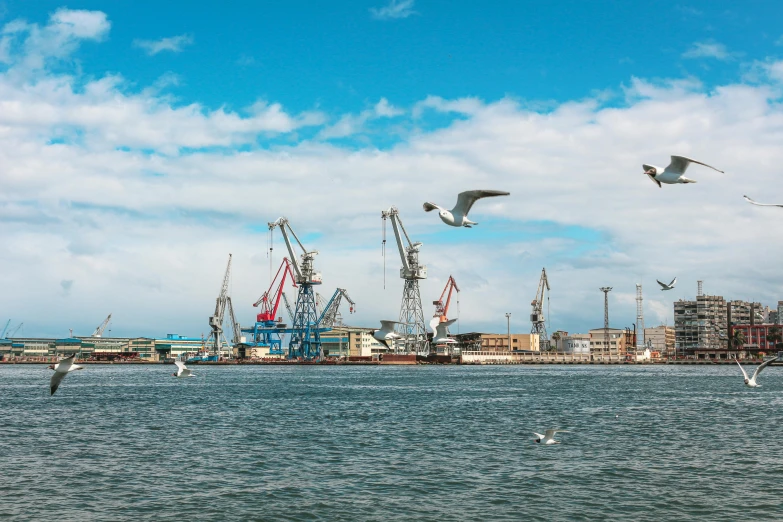 seagulls flying and sitting by the ocean, while others stand on the dock