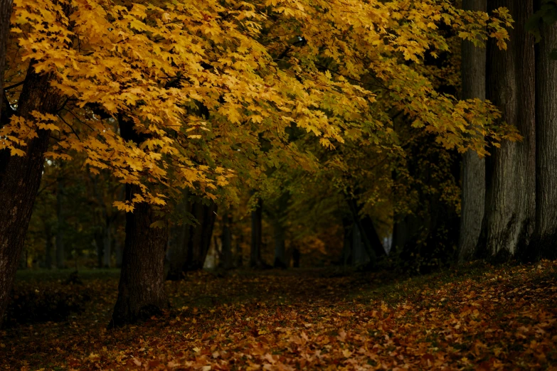 the yellow leaves are on the ground near a tree