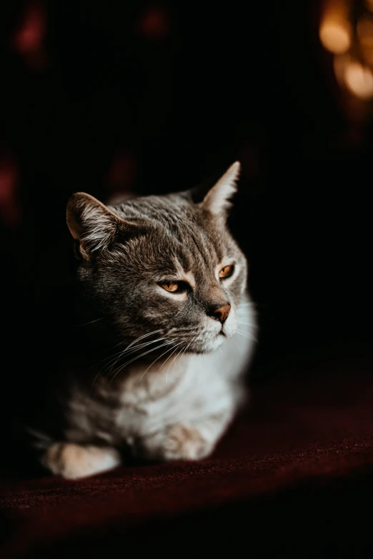 a striped cat is laying down in the dark