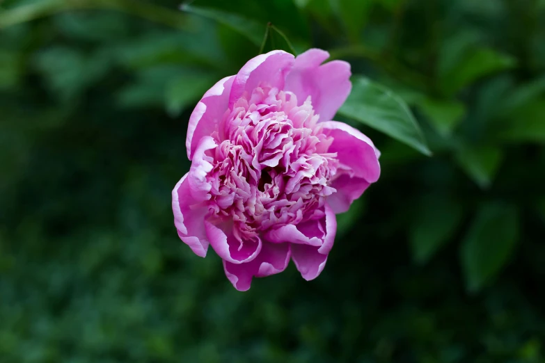 a beautiful pink flower with the center covered in white stamen