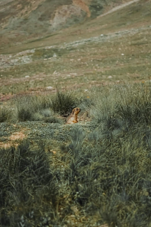 the large animal is running across the grassy field