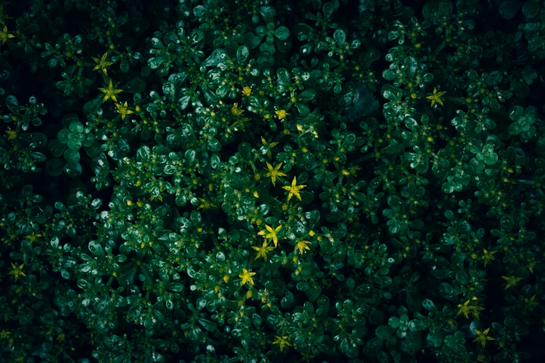 leaves and star shapes on green foliage are shown in the background