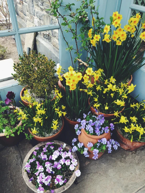 a group of pots filled with yellow and purple flowers