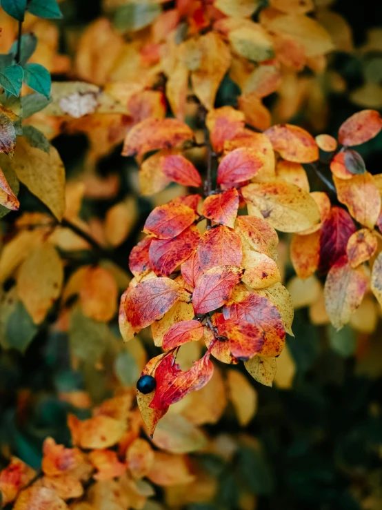 a group of leaf covered plants sitting next to each other