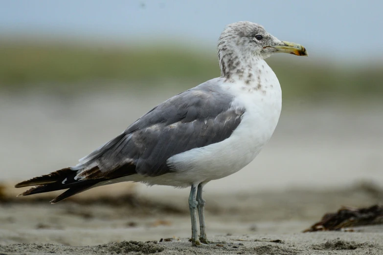 a seagull stands alone on the sand