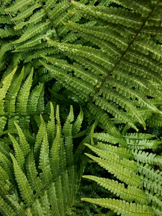 some green plants with one leaf on top