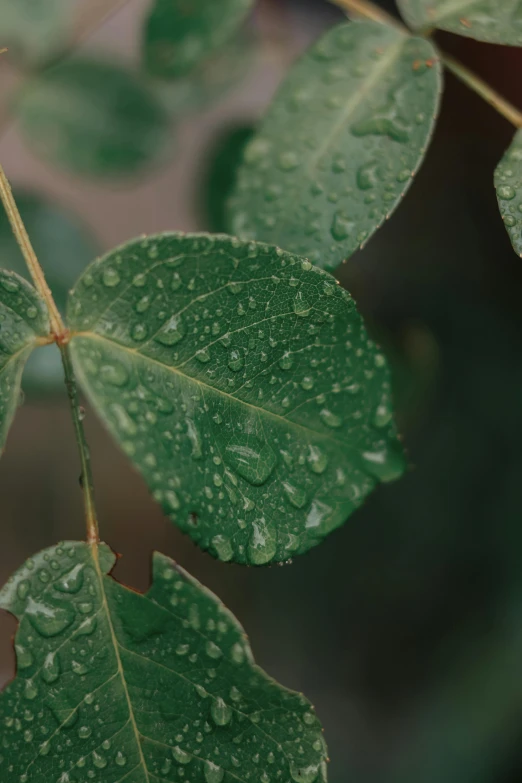 water drops on a leaf as it is falling