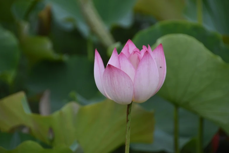 a closeup of a pink flower that is in the water