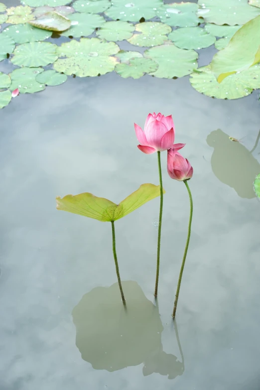 two pink flowers sitting on top of some lily pads