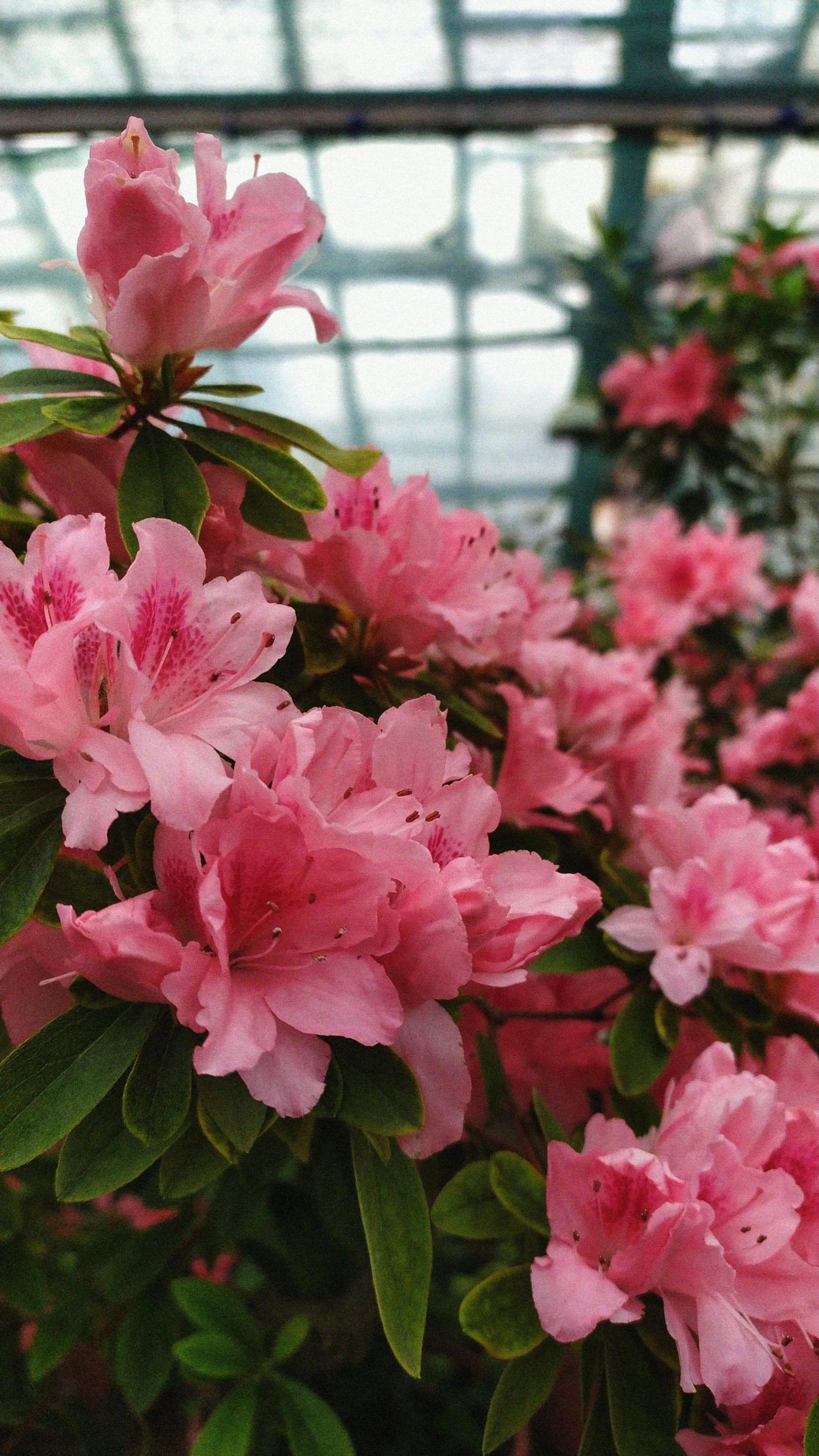 some pink flowers in front of some glass