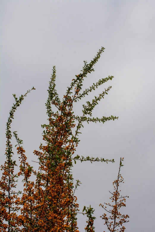 tall tree with green leaves and brown flowers against a gray sky