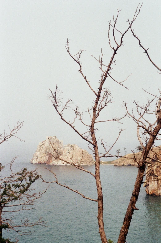 a tree stands out against the blue ocean