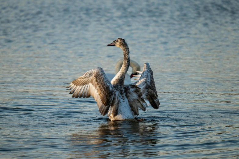 a very pretty duck on the water with wings spread