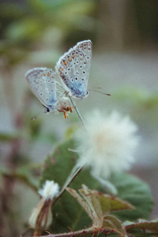 a couple of erflies that are on some leaves