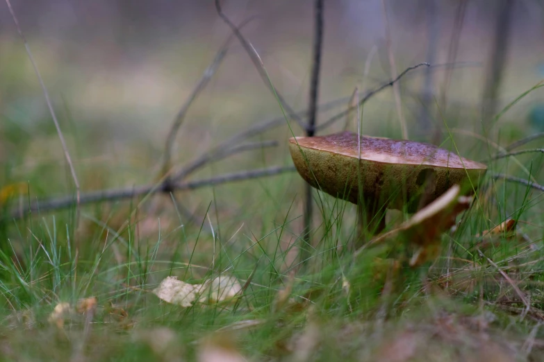 a large mushroom sitting on the ground