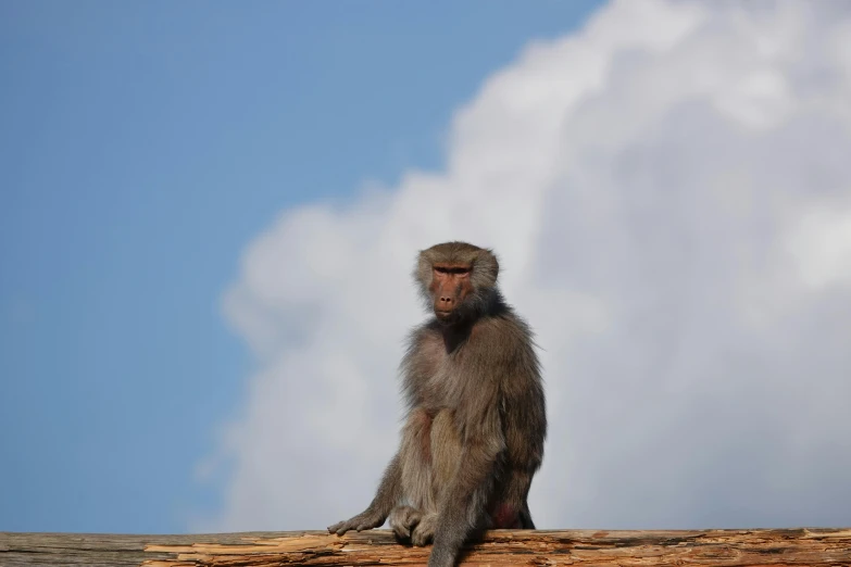 a baboon sitting on top of logs with clouds in the background