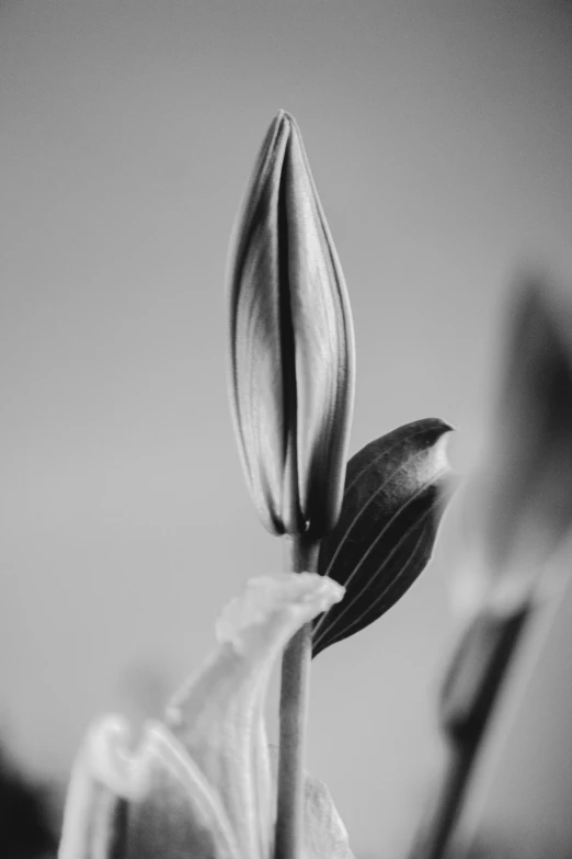 a flower with very thin stems in black and white