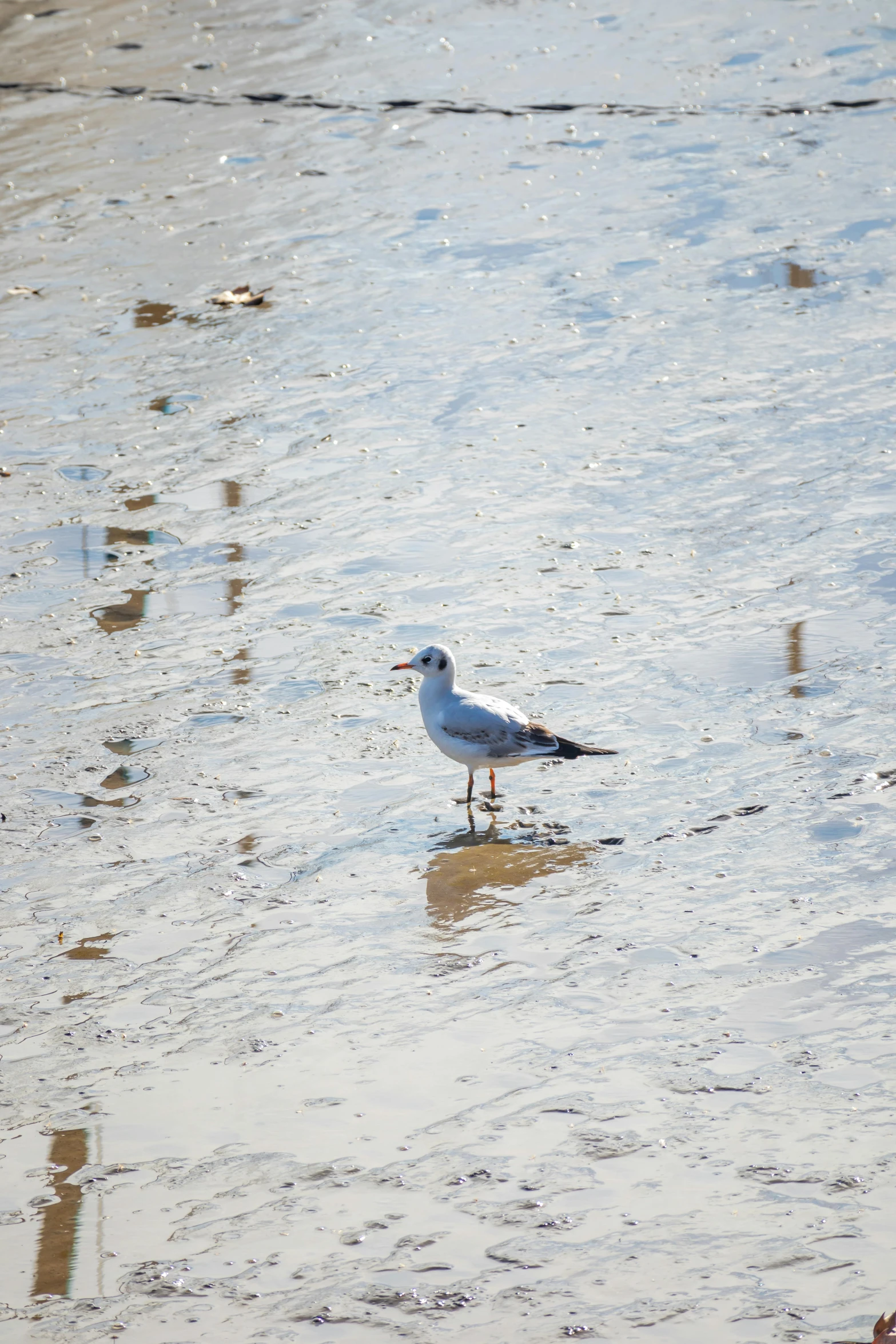 a bird standing in shallow water near the beach