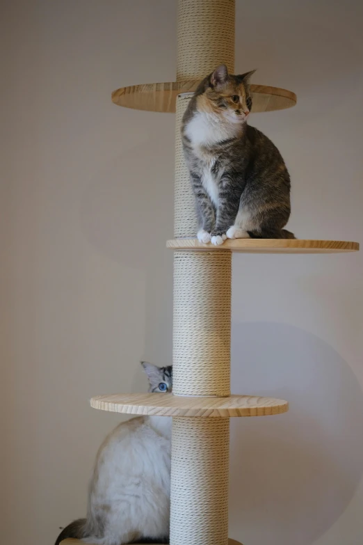 a cat sitting on top of a tall scratching pole