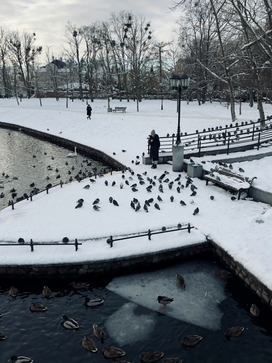 a bunch of birds that are in the snow