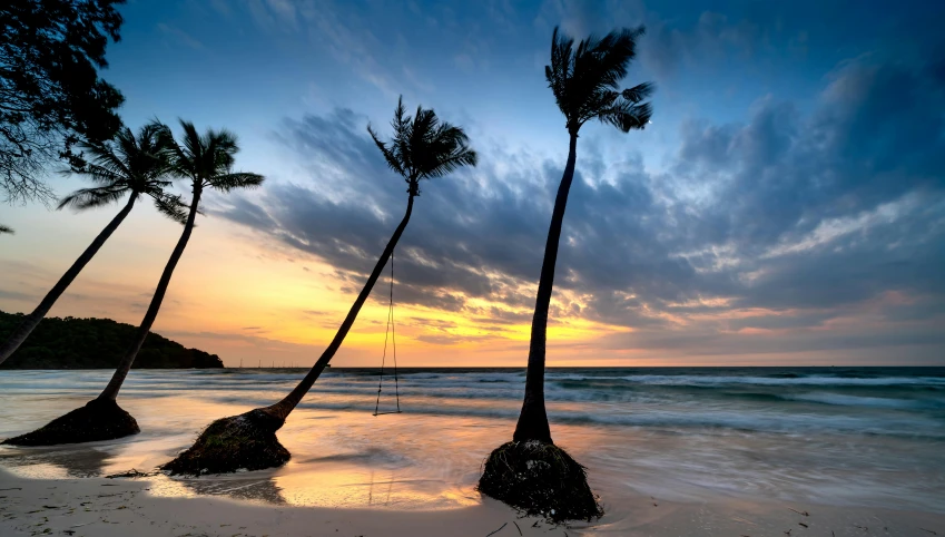 two palm trees sit on the shore of a beach during sunset