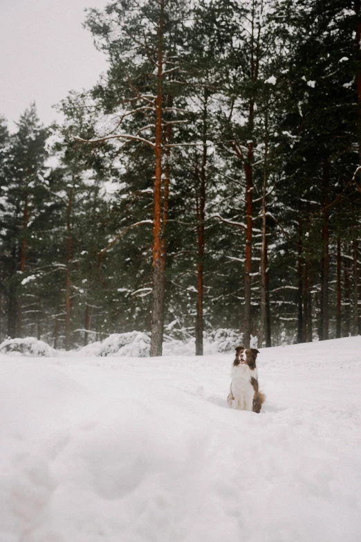 an image of a dog in the snow