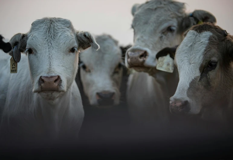 several cows that are standing together in the grass