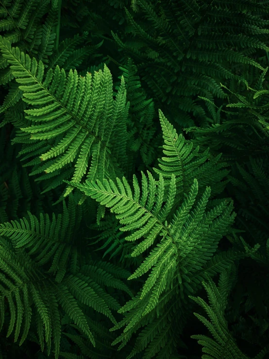 close up of a fern tree's leaves with a dark background