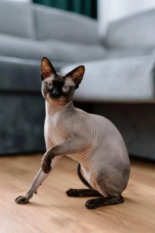 a very small hairless cat standing on its hind legs