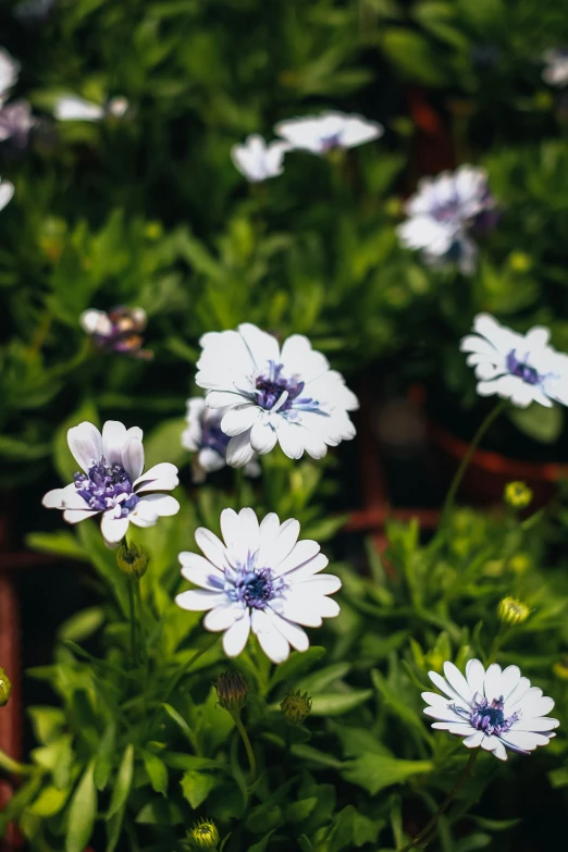 white and purple flowers are growing in the ground