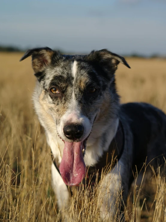 the dog is panting and sitting in tall brown grass