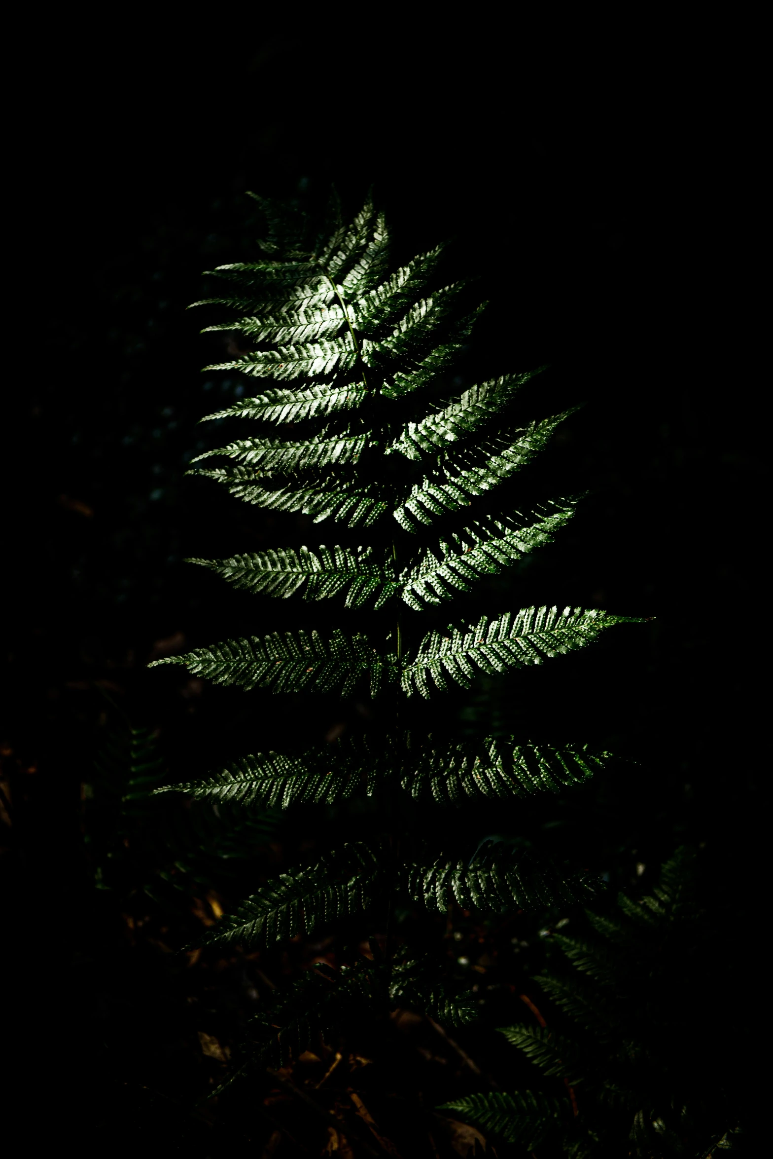 a large fern tree lit up in the dark