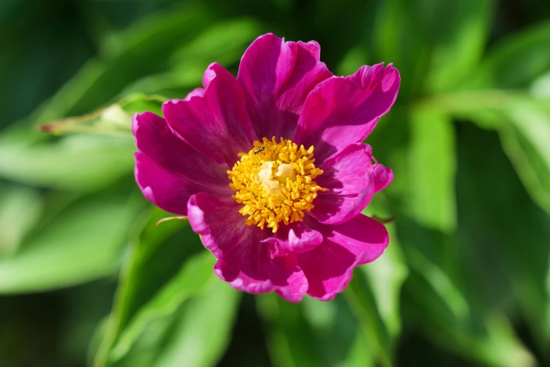 a close up of a pink flower near green plants